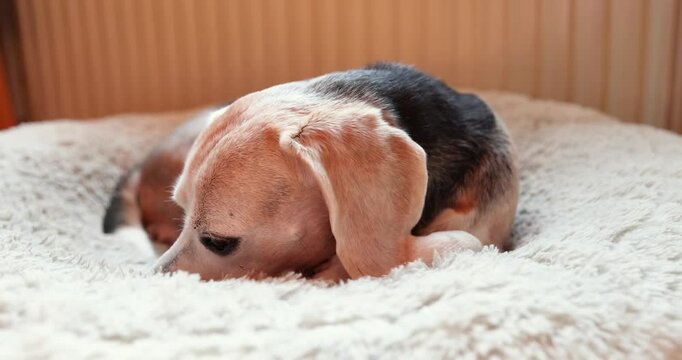 Beagle lies on a dog cushion