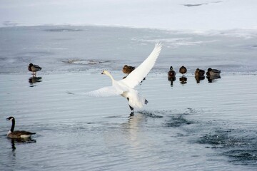 The mute swan (Cygnus olor) taking flight