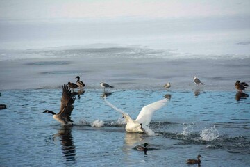 The mute swan (Cygnus olor) catches up with a goose