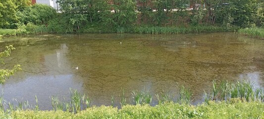 pond in the park