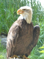 american bald eagle