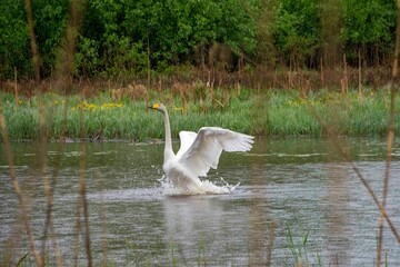 The whooper swan (Cygnus cygnus)