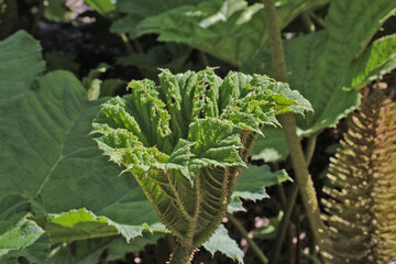 Rhubarbe géante du Chili, Gunnera manicata