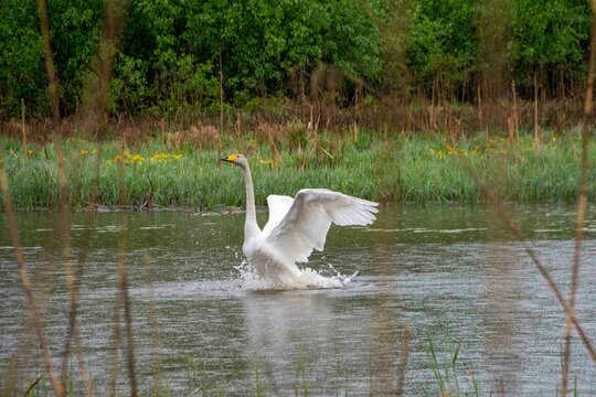 The whooper swan (Cygnus cygnus)