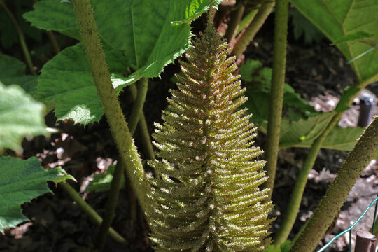 Rhubarbe g&eacute;ante du Chili, Gunnera manicata