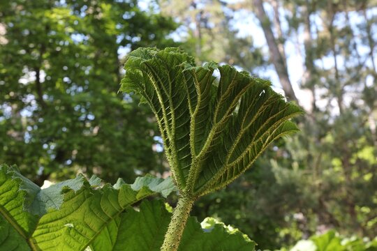 Rhubarbe g&eacute;ante du Chili, Gunnera manicata