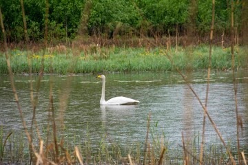 The whooper swan (Cygnus cygnus)