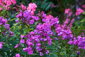 Obraz premium Flowers, garden and plants with purple blossom or bloom for nature, environment or growth in forest. Empty, floral and leaves with sprout, stems or bushes for outdoor botany, ecology or spring season