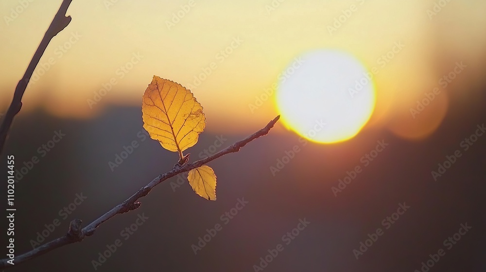 Poster a close-up of a leaf on a branch with a sunset in the background.