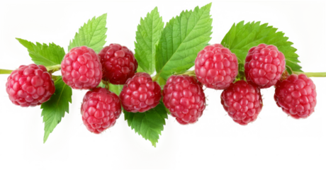 Ripe red raspberries clustered on a branch with vibrant green leaves against a transparent background (Close-up).