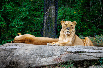 Asiatic lion (Panthera leo persica)