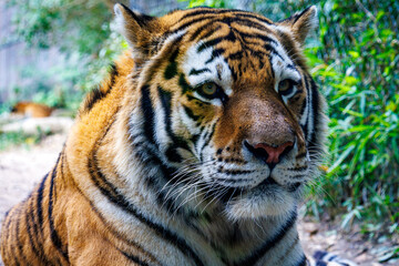 Siberian Tiger (Panthera tigris altaica)