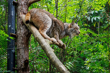 Eurasian lynx (Lynx lynx)