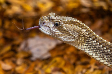 Crotalus basiliscus Snake