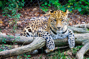 Amur leopard (Panthera pardus orientalis)