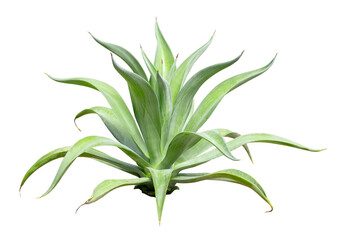 Tropical agave plant isolated on white background.This has clipping path.