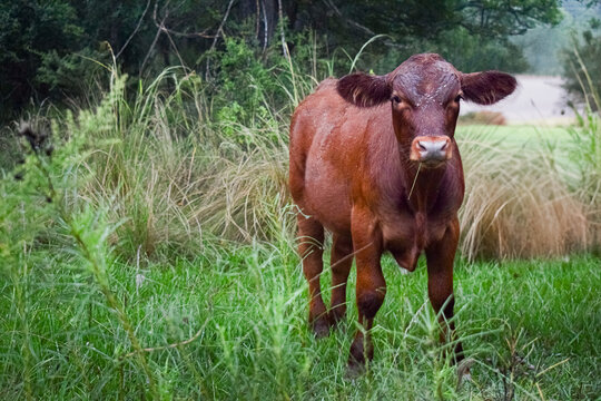 cow on the meadow
