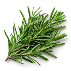 Fototapeta premium Close-up of Fresh Rosemary Leaves with Fine Texture