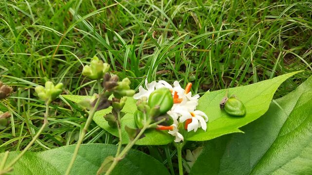 Nyctanthes arbor tristis fruits. It's other names &nbsp;night blooming jasmine, tree of sorrow flower, coral jasmine and  shiuli. Harsigar or parijat fruits.