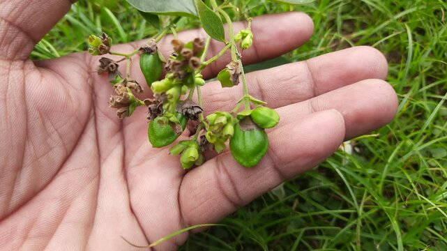 Nyctanthes arbor tristis fruits. It's other names &nbsp;night blooming jasmine, tree of sorrow flower, coral jasmine and  shiuli. Harsigar or parijat fruits.