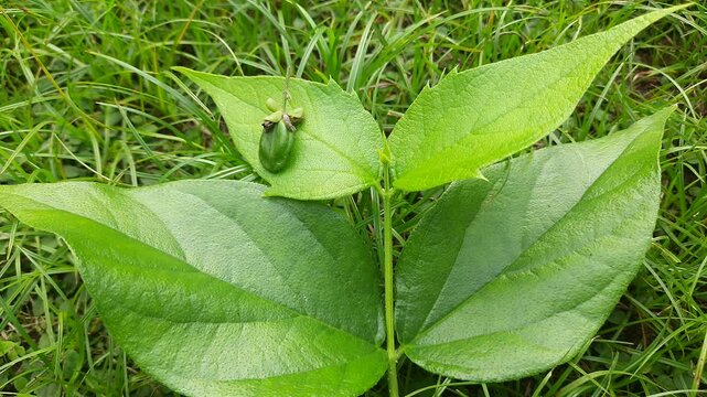 Nyctanthes arbor tristis fruits. It's other names &nbsp;night blooming jasmine, tree of sorrow flower, coral jasmine and  shiuli. Harsigar or parijat fruits.