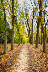 Autumn landscape with a path lined with poplars and fallen leaves, in Arroyomolinos, Madrid (Spain).