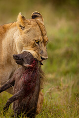 LIONESS HUNTING 