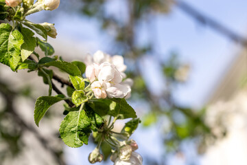 Apple tree branch blooming with delicate white flowers in spring