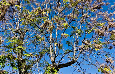 beautiful view of branches with autumn leaves on a bright day