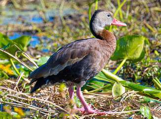 Black bellied whistling duck