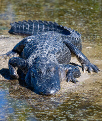 alligator sunning