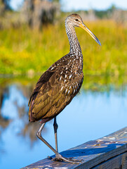 Limpkin Portrait