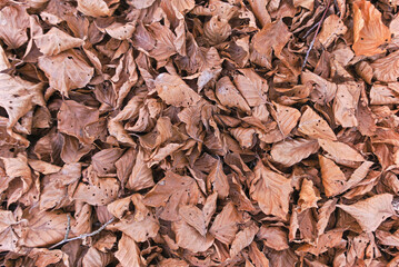 large amount of dry leaves on the ground in autumn