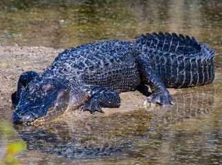 alligator in the swamp