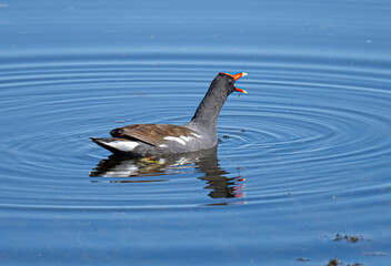 Common Gallinule