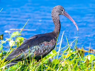 Glossy Ibis