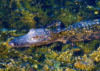 Alligator in the water