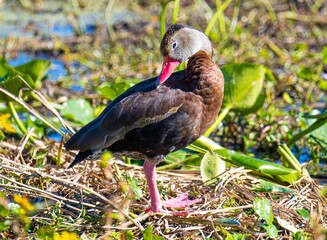 Black bellied Whistling Duck
