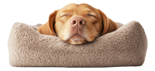 PNG Sleeping dog in a cozy beige dog bed