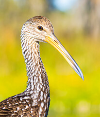 Limpkin Portrait