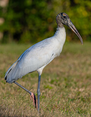 Wood Stork