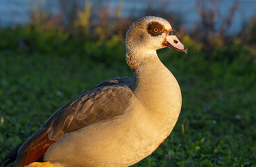 Egyptian goose in the grass