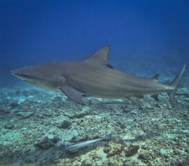 Fototapeta premium Giant bull shark, Yasawa Islands, Fiji