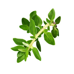 Thyme digital painting isolated on white background