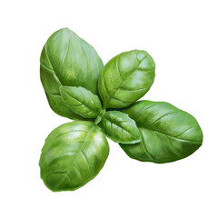 Basil digital painting isolated on white background