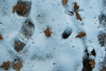 Footprint in the snowy park with frosty leaves, capturing a serene winter atmosphere.