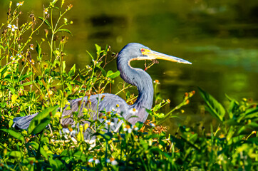 tri-colored heron