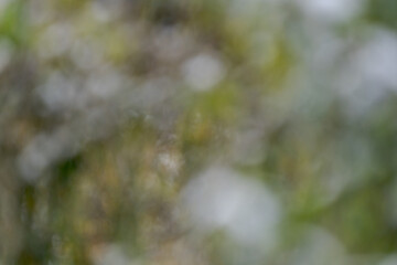 png artistique, ressource graphique, arrière plan, billes de bokeh artistique, flou, blanc, vert, nuances de couleur