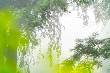 green nature abstract background 