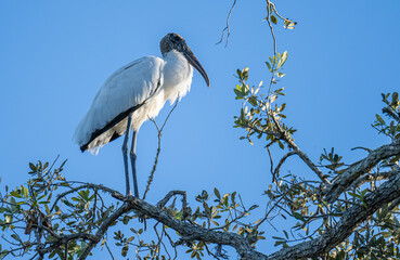 Wood Stork in a Tree